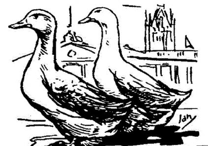 the hoboken chicken novel coloring pages